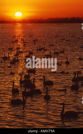 Whooper's cigni a Welney WWT Riserva Cambridgeshire Foto Stock