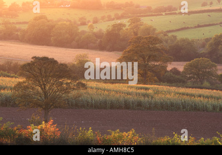 Il paesaggio agricolo nella tarda estate Foto Stock