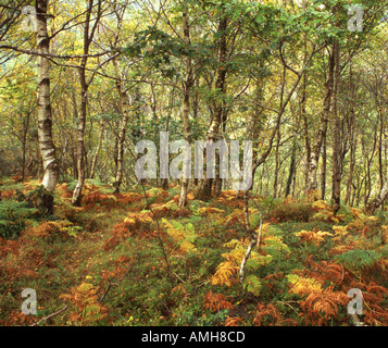 Argento bosco di betulle in autunno Betula pendula Foto Stock