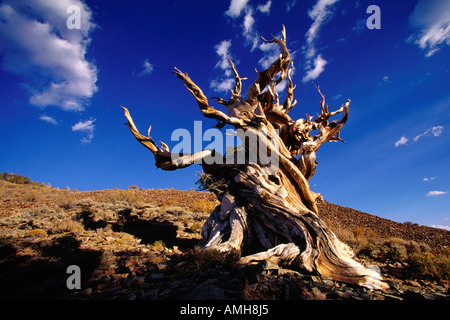 Bristlecone Pine, CALIFORNIA, STATI UNITI D'AMERICA Foto Stock