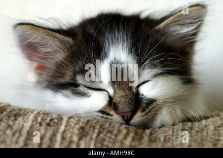 Gattino che dorme sul divano Foto Stock