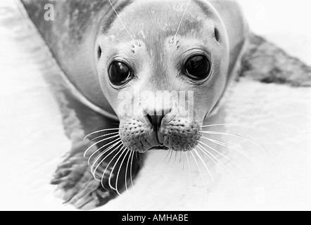 Guarnizione comune,(anche chiamato guarnizione porto), Phoca vitulina pup a Hunstanton, Norfolk, Regno Unito Foto Stock