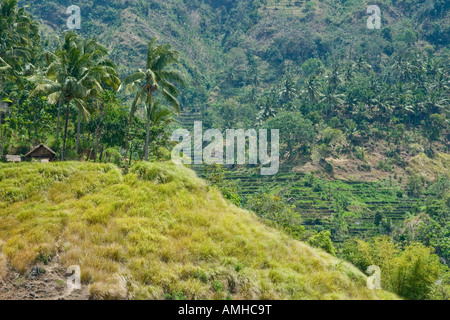 Terrazza i campi di riso Bali Indonesia Foto Stock