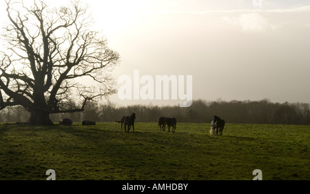 I cavalli in un prato,l'inverno in Irlanda,County Waterford Foto Stock