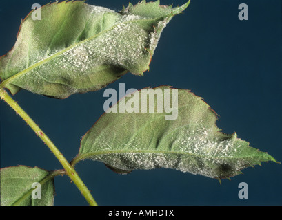 Polvere di muffa (Podosphiera pannosa) infezione primaria su foglie di rosa Foto Stock