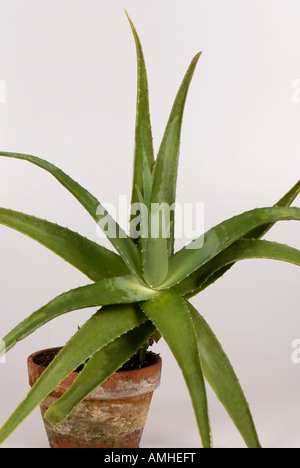 Aloe vera pianta pot con carnose foglie succulente Foto Stock