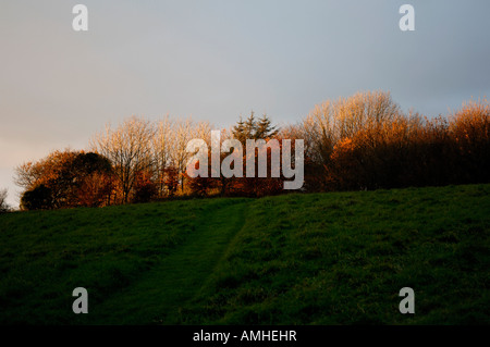 Fiery la luce del tramonto cattura di alberi in tardo autunno Devon Foto Stock