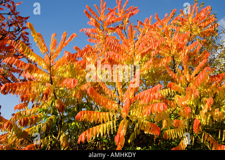 Drammatica rosso e giallo arancio foglie di sommaco bush Rhus typhina Staghorn Sumac contro un cielo blu al sole Foto Stock