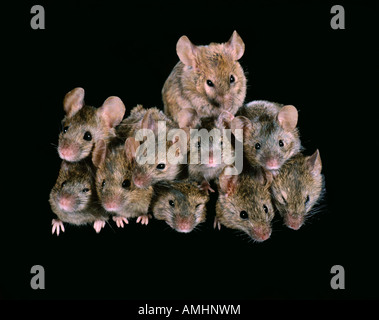 Souris domestique House Mouse Mus musculus gruppo Africa Asia Afrika Asien Australien Australia Europa Gruppe Kulturfolger Foto Stock