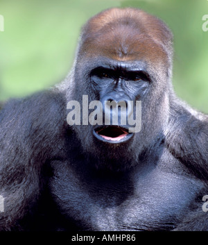Gorilla di Montagna Gorilla gorilla indietro argento Africa maschio Foto Stock