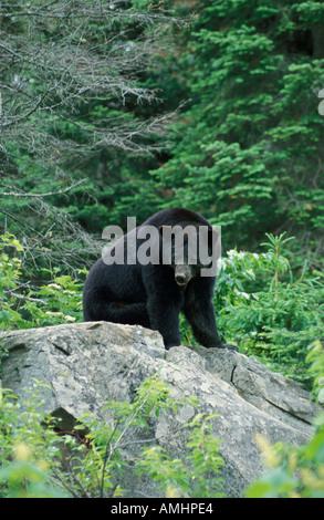 Black Bear Ursus americanus Canada Foto Stock