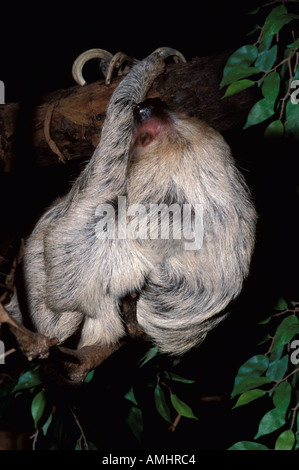 Due dita bradipo Choloepus didactylus captive Brasile appeso sul ramo sud America Foto Stock