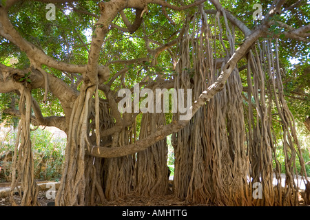 Banyan Tree rami nel campus della American University di Beirut Libano Foto Stock