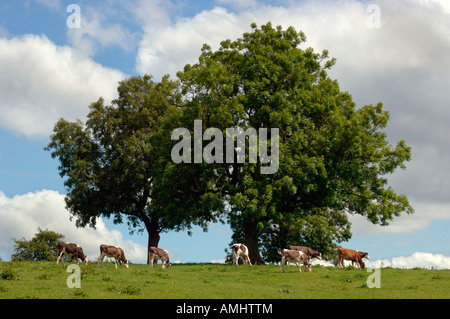 Una mandria di vitelli in Staffordshire, Regno Unito, campagna campo. Foto Stock