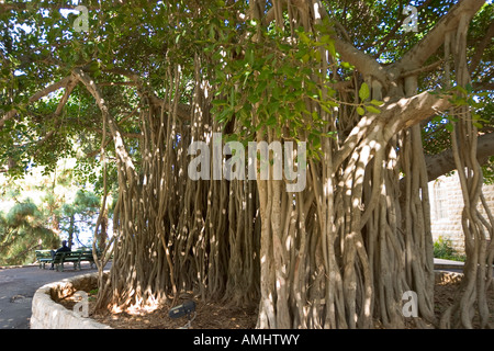 Banyan Tree rami nel campus della American University di Beirut Libano Foto Stock