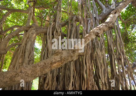 Banyan Tree rami nel campus della American University di Beirut Libano Foto Stock