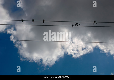 Rondini & House Martins, appollaiato su cavi telefonici. Foto Stock