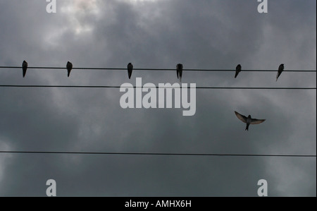 Rondini & House Martins, appollaiato su cavi telefonici. Foto Stock