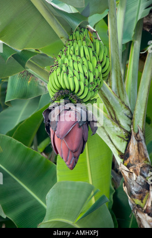 Infiorescenza di banana e frutti immaturi. Foto Stock