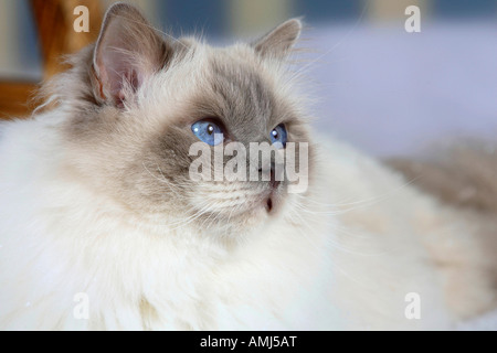 Gatto sacri di birmania tomcat lilac point Birman Foto Stock