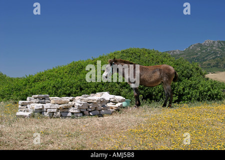 Asino spagnolo nel campo pigro asino mangiare erba sulla spiaggia di Tarifa in Spagna meridionale i cieli blu e spiagge di sabbia Foto Stock