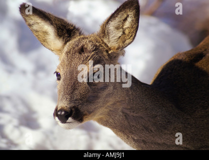 Capriolo in neve fuori Stoccolma, Svezia. Foto Stock