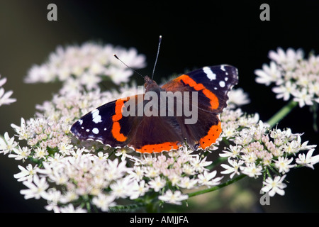 Vanessa Atalanta Vanessa Atalanta in appoggio sul selvaggio Daucus carota carota Foto Stock