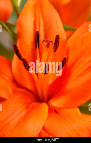 Giglio Fiore di arancia organi riproduttivi stame Foto Stock