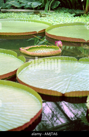 Victoria amazonica syn. Victoria Regia giglio gigante pad Foto Stock