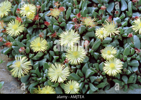 Impianti di pietra o tappeto erbacce Bijlia tugwelliae syn. Hereroa tugwelliae Aizoaceae Foto Stock