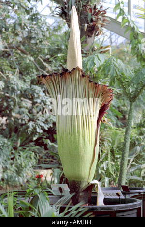 Titan Arum, Amorphophallus titanum Foto Stock