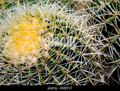 Cactus Echinocactus grusonii abstract Parco Palmitos Gran Canaria Foto Stock