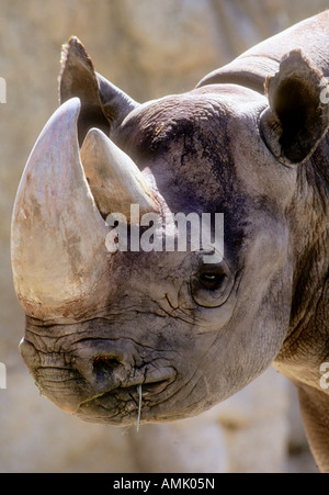 Rinoceronte nero (Diceros simum), il colpo di testa, lo Zoo di San Diego, California, Stati Uniti d'America Foto Stock