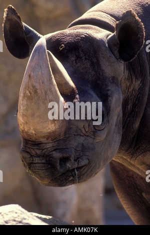 Rinoceronte nero (Diceros simum), il colpo di testa, lo Zoo di San Diego, California, Stati Uniti d'America Foto Stock