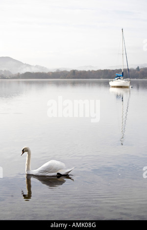 Cigno a Waterhead Bay, il lago Windermere, Ambleside, Lake District , Cumbria Foto Stock