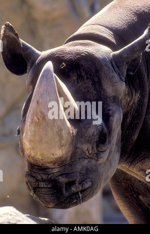 Rinoceronte nero (Diceros simum), il colpo di testa, lo Zoo di San Diego, California, Stati Uniti d'America Foto Stock