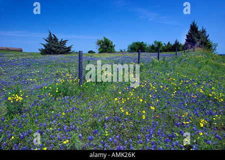 La molla fiori selvatici del Texas bluebonnets vicino Brenham Texas USA Foto Stock