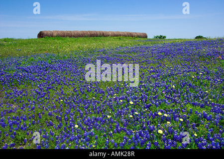 La molla fiori selvatici del Texas bluebonnets vicino Brenham Texas USA Foto Stock