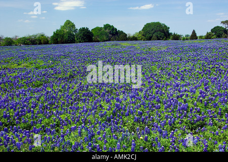 La molla fiori selvatici del Texas bluebonnets vicino Brenham Texas USA Foto Stock