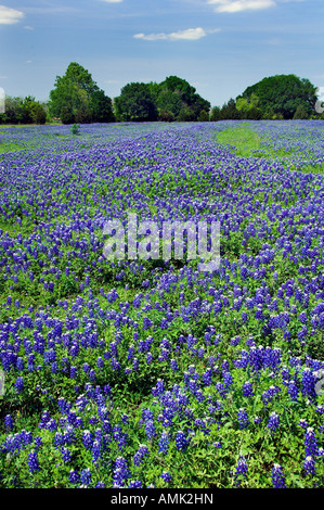 La molla fiori selvatici del Texas bluebonnets vicino Brenham Texas USA Foto Stock