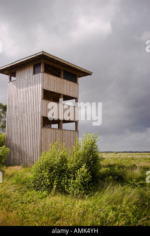 Rehdener Geestmoor ( bog / moor) vicino a Diepholz, Germania Foto Stock