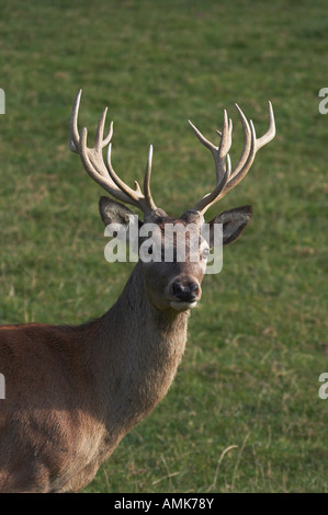 Un giovane cervo (Cervus elaphus) stag presso il British Centro faunistico. Foto Stock