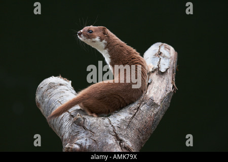 Una donnola (Mustela nivalis) su un ramo di taglio presso il British Centro faunistico. Foto Stock