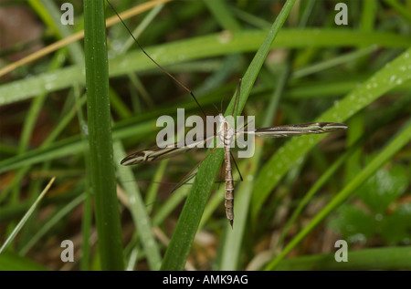 Gru fly, Tipula furca, appollaiato su erba verde. Foto Stock