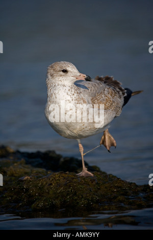 Anello-fatturati Gull capretti Larus delawarensis New York STATI UNITI D'AMERICA piedi tangled in linea di pesca in piedi sulla riva Foto Stock