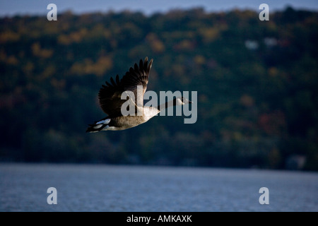 Canada Goose Branta canadensis New York volare sopra il lago Foto Stock