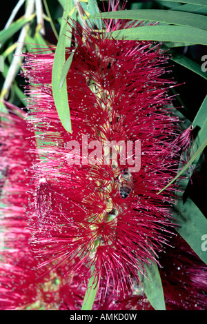 Il miele delle api per raccogliere il polline da Limone-profumato scovolino da bottiglia- Callistemon citrinus- membro della famiglia Myrtaceae Foto Stock