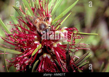 Il miele delle api per raccogliere il polline da Callistemon phoeniceus Foto Stock