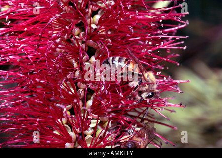 Il miele delle api [proboscide molto chiaro] per raccogliere il polline - da Callistemon phoeniceus Foto Stock