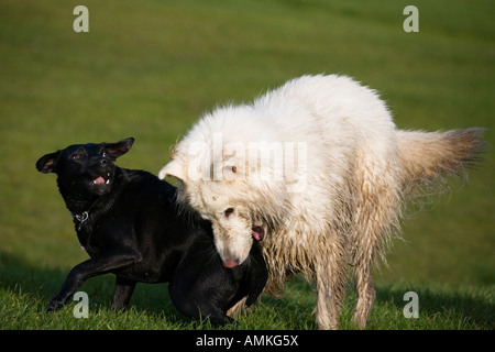 Due cani giocando insieme Foto Stock